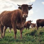 Shot of a herd of cows on a farm