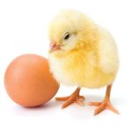 chick-egg