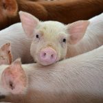 Little piglet in piggery with innocent eye.